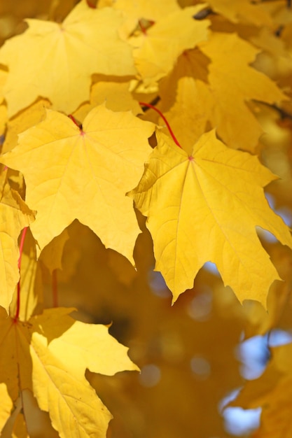 Hojas de otoño