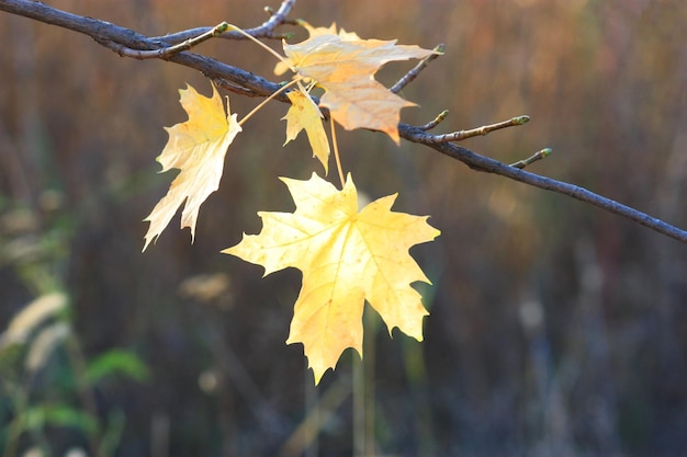 Hojas de otoño