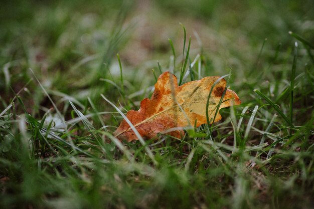 Foto hojas de otoño