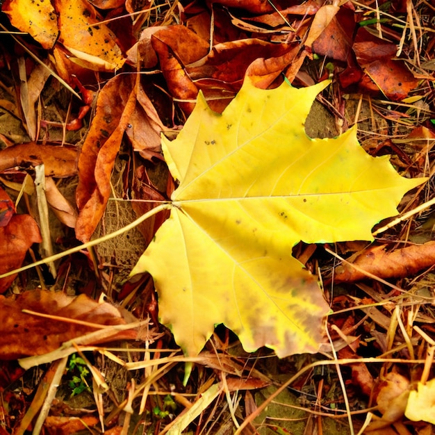 Hojas de otoño