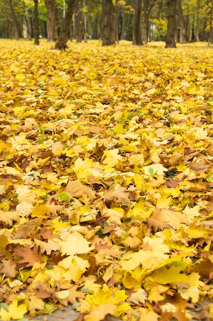 Hojas de otoño