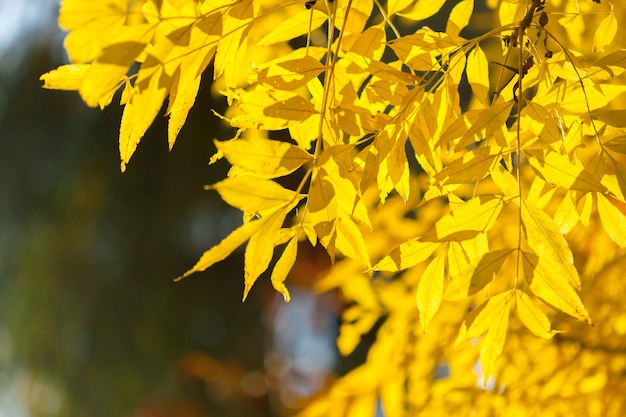 Hojas de otoño