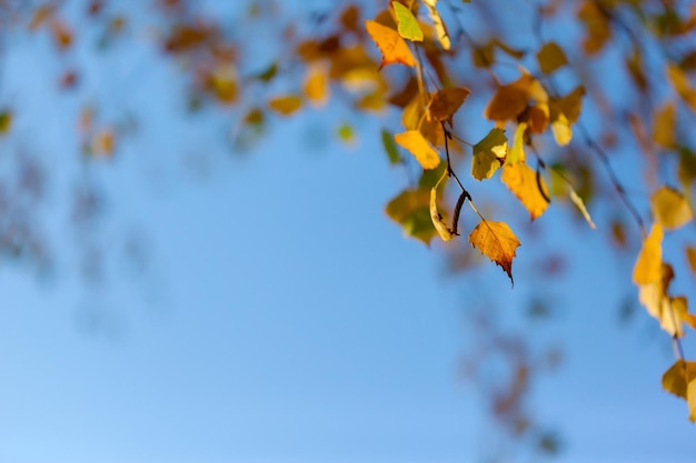 hojas de otoño