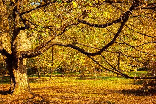 Hojas de otoño