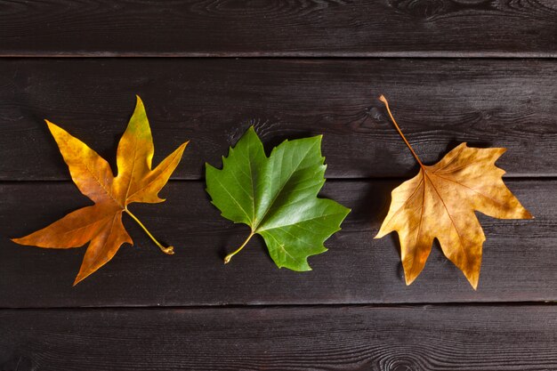 Foto hojas de otoño