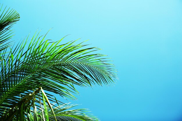 Foto hojas de palma y cielo azul en la isla en el resort