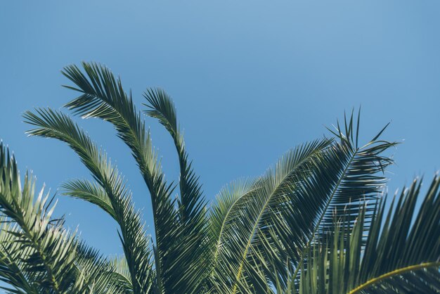 Las hojas de palma cierran el cielo azul en el fondo
