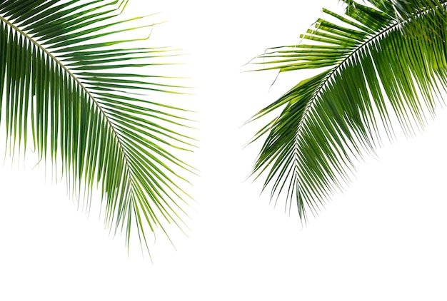 Hojas de palma de coco verde aislar sobre fondo blanco.