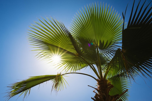 Hojas de palma contra el cielo azul y el sol.