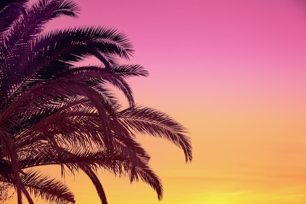 Hojas de palma contra el fondo de un cielo de puesta de sol gradiente Fondo de naturaleza tropical