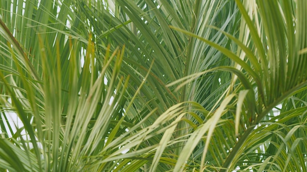 Hojas de palma en el fondo de luz solar del bosque textura verde de la hoja de la palmera de cerca