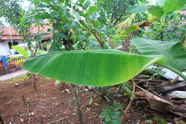 hojas de palma de plátano tropical textura verde. plantas tropicales