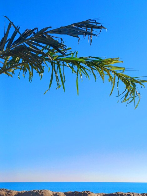 Foto hojas de palma en la playa