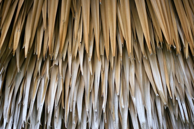 Foto hojas de palma secas