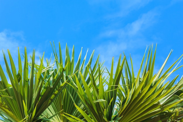 Hojas de palma sobre cielo azul