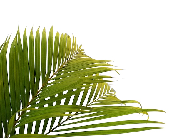 hojas de palma sobre fondo blanco