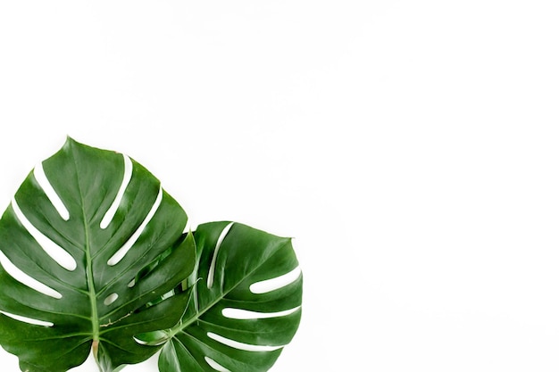 Las hojas de palma tropicales monstera en fondo blanco plana vista superior
