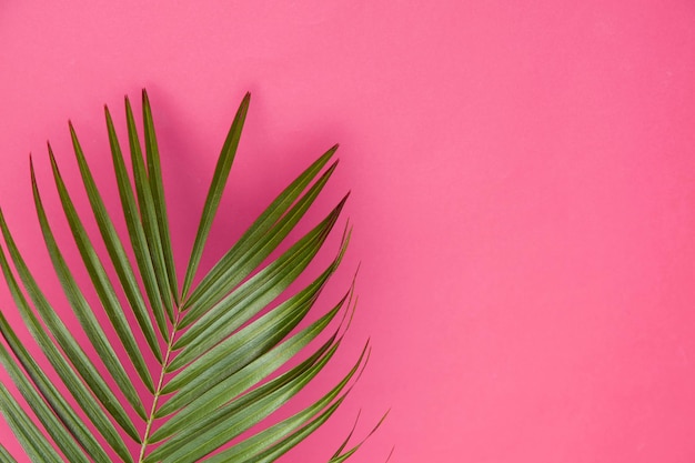 Hojas de palma tropicales sobre un fondo rosado pastel de moda