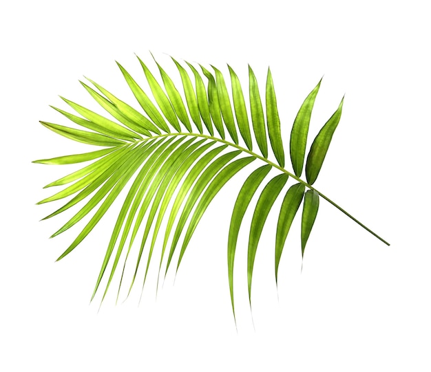 Hojas de palma verde aislado sobre fondo blanco.