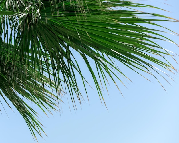 Hojas de palma verde brillante de cerca contra el cielo azul Concepto de verano de belleza natural Fondo inspirado en la jungla