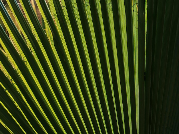 Hojas de palma verde de cerca