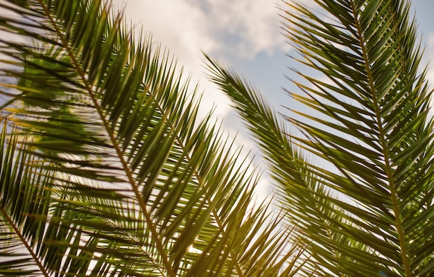 Hojas de palma verde, cielo en la espalda, solo unas pocas hojas enfocan el fondo tropical abstracto