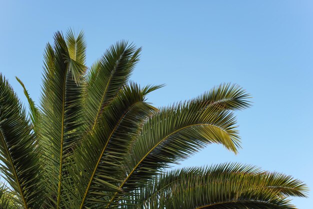 Hojas de palma verde contra el cielo azul claro