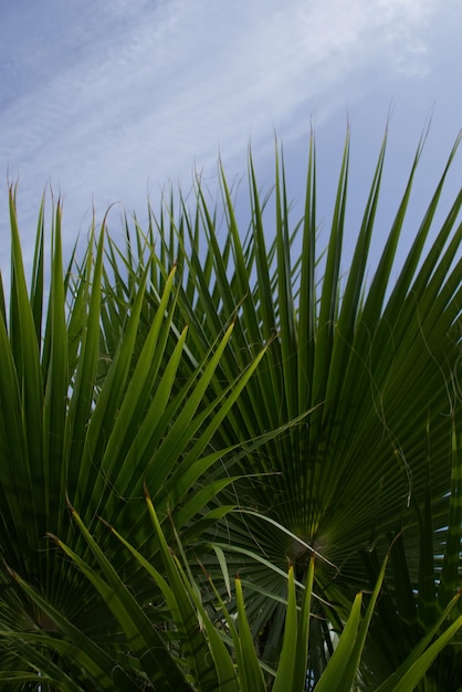 Hojas de palma verde contra el cielo azul