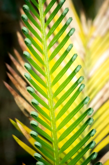 Hojas de palma verde Palmera