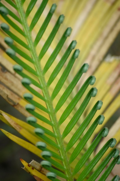 Hojas de palma verde Palmera