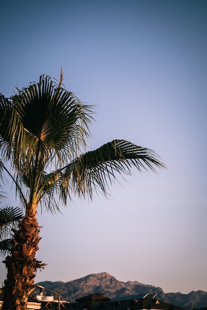 Hojas de palma verde y ramas de una palmera exótica tropical al atardecer a la luz del sol en el cielo azul y el fondo de los techos de la casa en la naturaleza de verano vista desde abajo