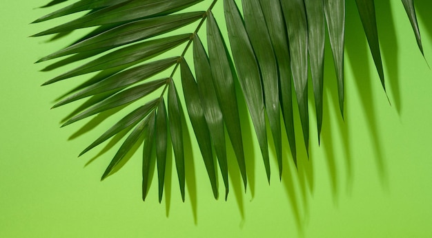 Hojas de palma verde con sombra sobre un fondo verde