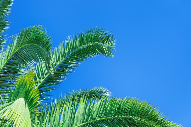 Hojas de palma verde.