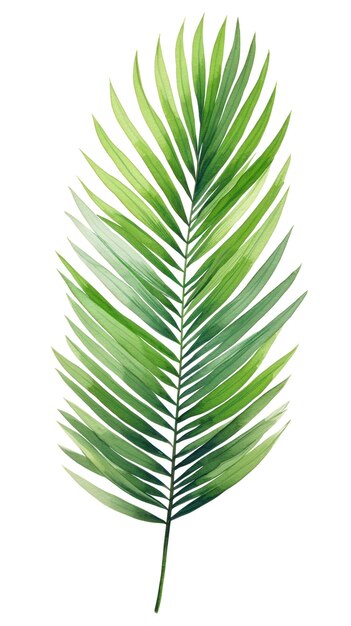 Hojas de palma verdes y alpinas Plantas tropicales Botánica de acuarela