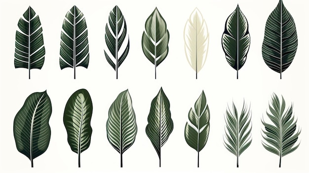hojas de palma vintage naturaleza colección decorativa botánica ilustración vectorial colección aislada conjunto de hojas tropicales