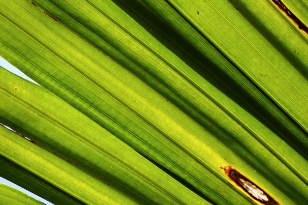 Hojas de palma