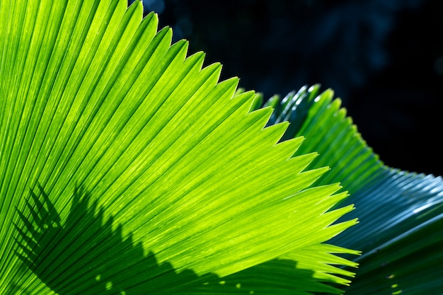 Las hojas de palmera brillan en verde a la luz del sol.