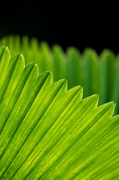 Las hojas de palmera brillan en verde a la luz del sol.