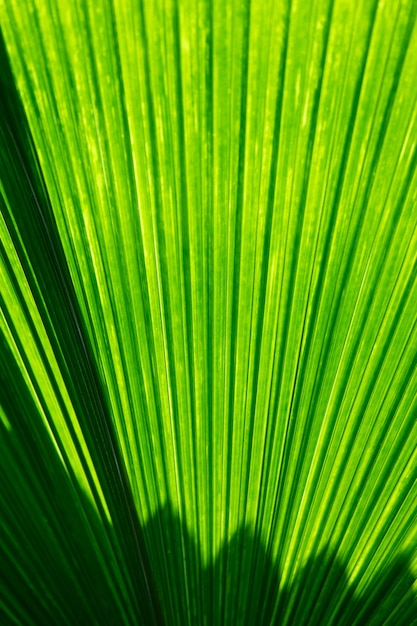 Las hojas de palmera brillan en verde a la luz del sol.