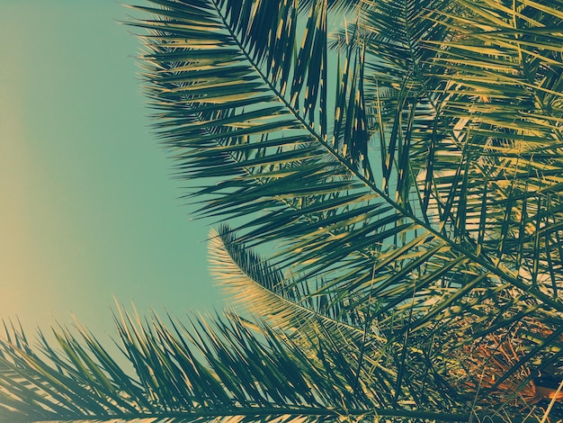 Hojas de palmera y el cielo fondo de viajes de verano