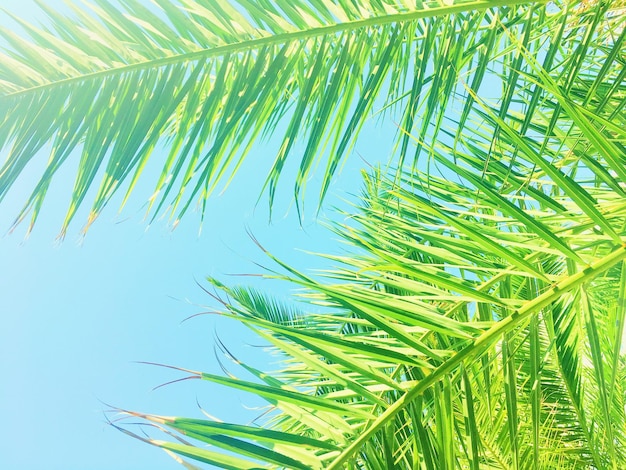 Hojas de palmera y el cielo fondo de viajes de verano