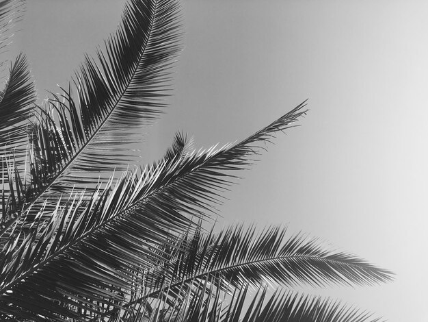 Hojas de palmera y el cielo fondo de viajes de verano