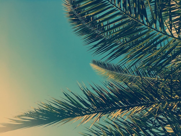 Hojas de palmera y el cielo fondo de viajes de verano