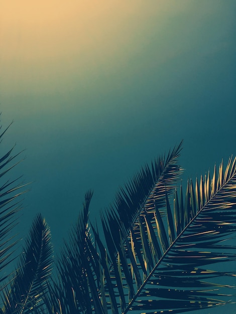 Hojas de palmera y el cielo fondo de viajes de verano