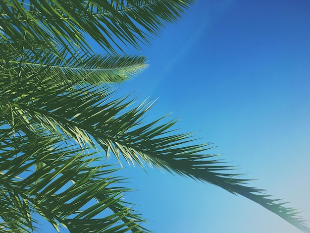 Hojas de palmera y el cielo fondo de viajes de verano