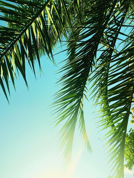 Hojas de palmera y el cielo fondo de viajes de verano