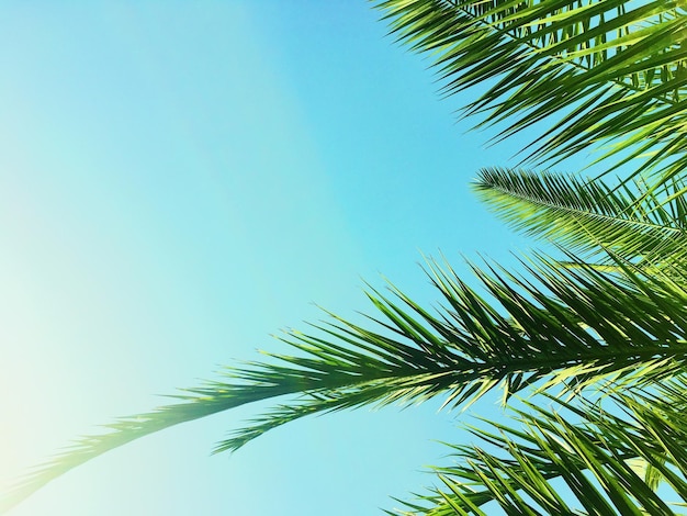 Hojas de palmera y el cielo fondo de viajes de verano