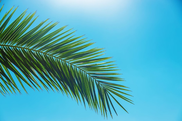 Hojas de palmera contra el cielo. Enfoque selectivo. Naturaleza.