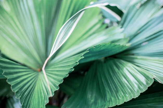 Hojas de palmera con fondo.