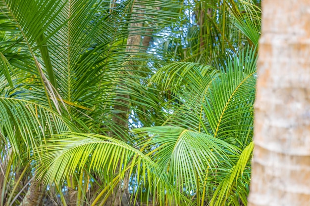 Hojas de palmera fresca Patrón de naturaleza tropical